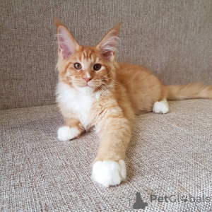 Zdjęcie №2 do zapowiedźy № 137772 na sprzedaż  maine coon - wkupić się Niemcy prywatne ogłoszenie