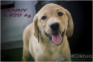 Zdjęcie №2 do zapowiedźy № 23950 na sprzedaż  labrador retriever - wkupić się Polska hodowca