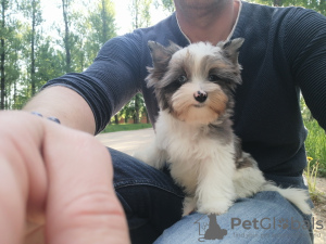 Zdjęcie №4. Sprzedam yorkshire terrier w Mińsk. od żłobka, hodowca - cena - Bezpłatny