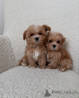 Zdjęcie №3. Urocze Maltipoo. Finlandia