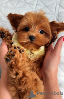 Zdjęcie №3. Samiec szczeniaka Maltańczyka. Holandia