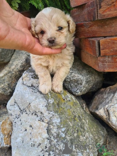 Dodatkowe zdjęcia: Szczenięta Maltipoo