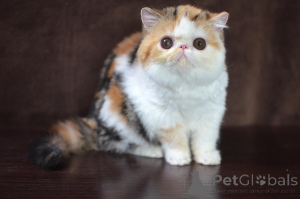 Zdjęcie №1. perskie - na sprzedaż w Monachium | negocjowane | Zapowiedź № 165337