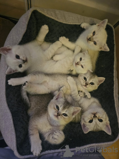 Zdjęcie №2 do zapowiedźy № 120010 na sprzedaż  kot brytyjski krótkowłosy - wkupić się Niemcy prywatne ogłoszenie