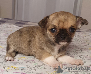 Dodatkowe zdjęcia: Chihuahua Red Sable Mini Boy