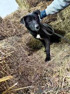 Zdjęcie №3. Szukają domu z dorosłymi szczeniakami.. Federacja Rosyjska