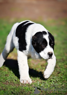 Zdjęcie №2 do zapowiedźy № 135175 na sprzedaż  owczarek środkowoazjatycki - wkupić się Serbia prywatne ogłoszenie