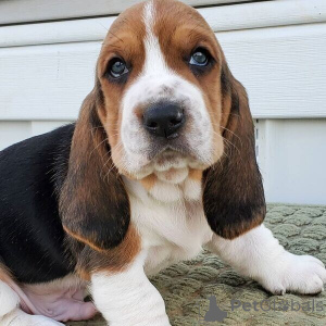 Zdjęcie №1. basset hound - na sprzedaż w Antwerpia | negocjowane | Zapowiedź №169663