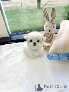 Zdjęcie №2 do zapowiedźy № 164004 na sprzedaż  maltańczyk - wkupić się Finlandia prywatne ogłoszenie, ze schronu