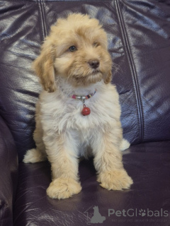Zdjęcie №4. Sprzedam labradoodle w Vilovo. hodowca - cena - negocjowane