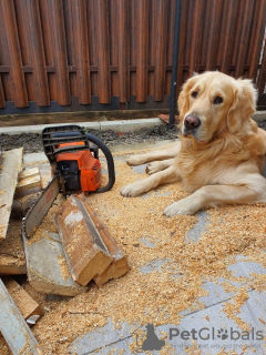 Dodatkowe zdjęcia: Golden Retriever Szczeniak