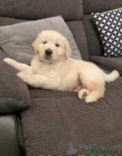 Zdjęcie №2 do zapowiedźy № 169265 na sprzedaż  golden retriever - wkupić się Finlandia hodowca