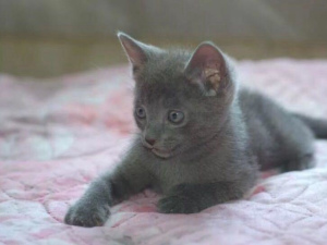 Zdjęcie №3. Kocięta Rosyjskie niebieskie koty urodziły się 2 miesiące temu. Ręczny i czuły,. Federacja Rosyjska
