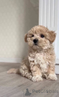 Zdjęcie №1. maltipu - na sprzedaż w Stralsund | Bezpłatny | Zapowiedź №147553