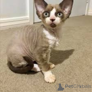 Zdjęcie №3. Chatons Cornish Rex dostępne à la vente.. Belgia