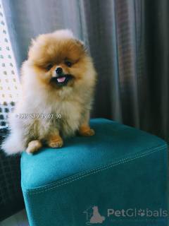 Zdjęcie №1. szpic miniaturowy - na sprzedaż w Tbilisi | negocjowane | Zapowiedź №163833