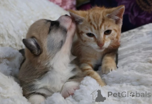 Zdjęcie №4. Sprzedam welsh corgi w Berlin. hodowca - cena - negocjowane