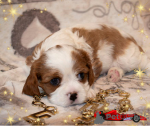 Zdjęcie №1. cavalier king charles spaniel - na sprzedaż w Mińsk | negocjowane | Zapowiedź №145656