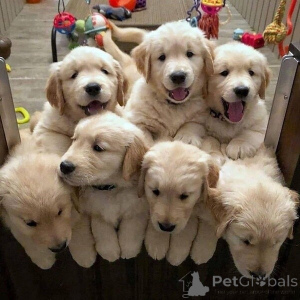 Zdjęcie №2 do zapowiedźy № 149690 na sprzedaż  golden retriever - wkupić się Niemcy 