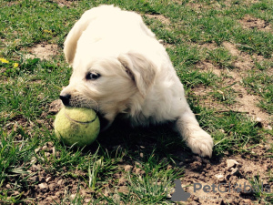 Zdjęcie №2 do zapowiedźy № 103478 na sprzedaż  golden retriever - wkupić się Niemcy 