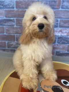 Zdjęcie №1. cocker spaniel angielski, pudel (krasnolud) - na sprzedaż w Woroneż | negocjowane | Zapowiedź №159710