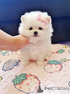 Zdjęcie №3. White Pomeranian Spitz, Mini Puppy Princess. Kup psa w Gruzji.. Gruzja