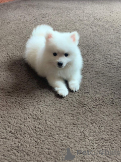 Zdjęcie №1. szpic japoński - na sprzedaż w Florenville | 3588zł | Zapowiedź №164872