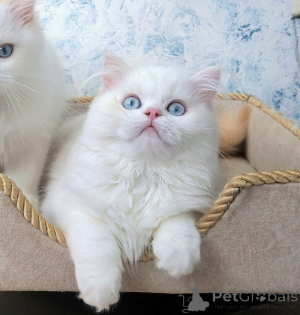 Zdjęcie №4. Sprzedam scottish straight w Essentuki. od żłobka - cena - negocjowane