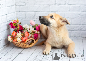 Zdjęcie №4. Sprzedam pies nierasowy w Rzeka Moskwa. prywatne ogłoszenie - cena - Bezpłatny