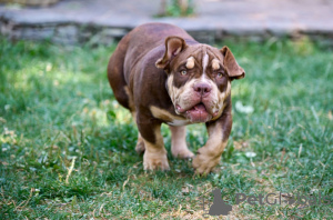 Dodatkowe zdjęcia: American Bully szczenięta na sprzedaż