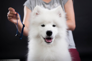 Dodatkowe zdjęcia: Samoyed. Pokaż chłopca