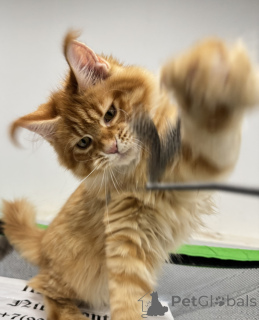 Zdjęcie №1. maine coon - na sprzedaż w Moskwa | negocjowane | Zapowiedź № 161312