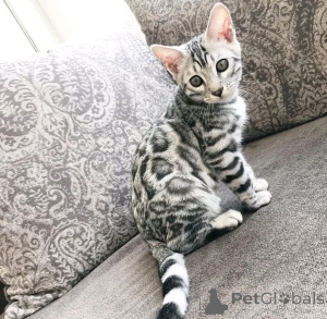 Zdjęcie №1. beagle (rasa psa) - na sprzedaż w Berlin | 3061zł | Zapowiedź №163087