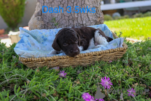 Zdjęcie №3. Standardpudelwelpen zu verkaufen. Dania