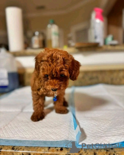 Zdjęcie №1. pudel (zabawka) - na sprzedaż w Paryż | Bezpłatny | Zapowiedź №126829