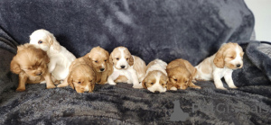 Zdjęcie №1. cocker spaniel angielski - na sprzedaż w Zły Münsteerefel | negocjowane | Zapowiedź №166353