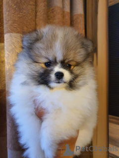 Zdjęcie №3. Śliczne małe mini pomorskie szczeniaki Spitz. Niemcy