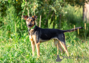 Zdjęcie №3. Aktywna piękność Iva szuka kochającej rodziny!. Federacja Rosyjska