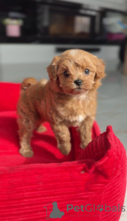 Zdjęcie №1. pudel (zabawka) - na sprzedaż w Wiedeń | negocjowane | Zapowiedź №166817