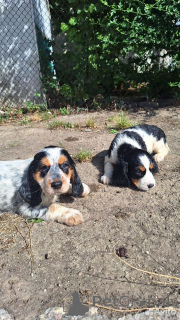 Zdjęcie №3. Piękne, dobre szczeniaki Rosyjskie polowanie spaniel.. Ukraina