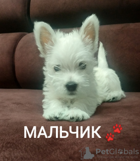 Zdjęcie №1. west highland white terrier - na sprzedaż w Grodno | 1719zł | Zapowiedź №11894