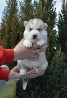 Zdjęcie №3. Szczeniakom Siberian Husky oferuje się rezerwację. Federacja Rosyjska