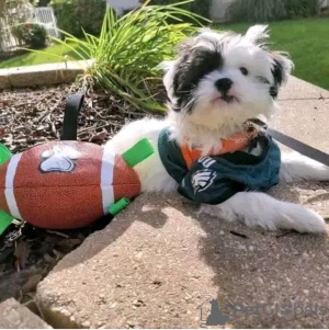 Zdjęcie №2 do zapowiedźy № 126837 na sprzedaż  yorkshire terrier - wkupić się Francja hodowca