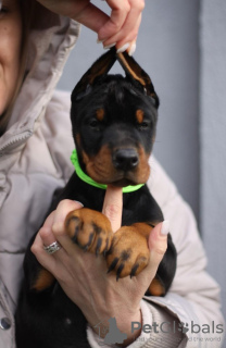 Dodatkowe zdjęcia: Doberman szczenięta