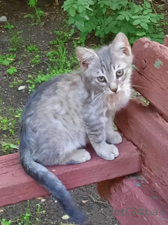 Zdjęcie №2 do zapowiedźy № 149041 na sprzedaż   - wkupić się Federacja Rosyjska prywatne ogłoszenie