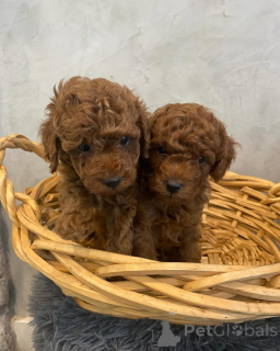 Zdjęcie №2 do zapowiedźy № 158056 na sprzedaż   - wkupić się Niemcy prywatne ogłoszenie