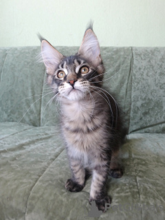 Zdjęcie №3. Kot rasy Maine Coon. Federacja Rosyjska
