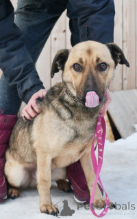 Zdjęcie №4. Sprzedam pies nierasowy w Petersburg. prywatne ogłoszenie - cena - Bezpłatny