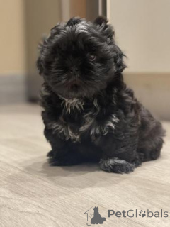 Zdjęcie №3. Dostępne szczenięta Shih Tzu. Malta