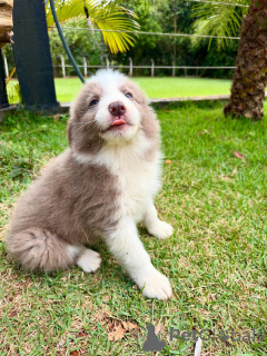 Zdjęcie №2 do zapowiedźy № 159498 na sprzedaż  border collie - wkupić się Niemcy hodowca